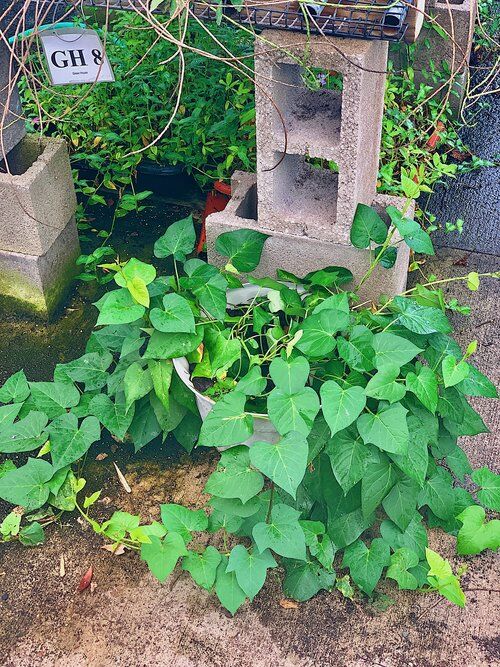 Propagating Purple Sweet Potatoes - ECHO