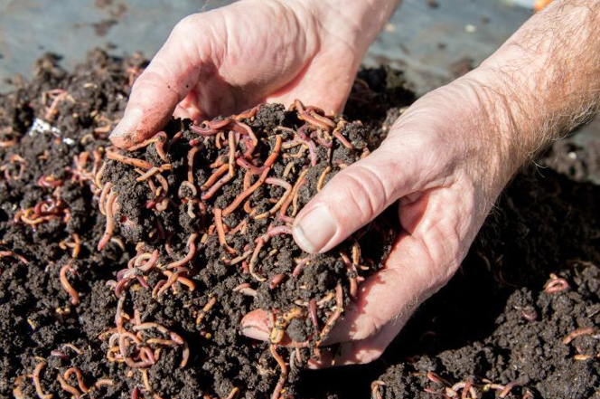Harvesting the worm compost – Our Habitat Garden
